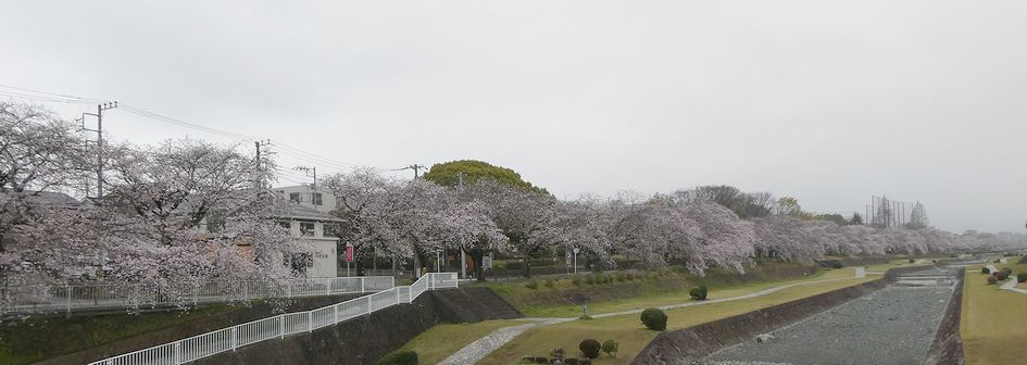 富士見大橋から見た桜01-2026.03.30