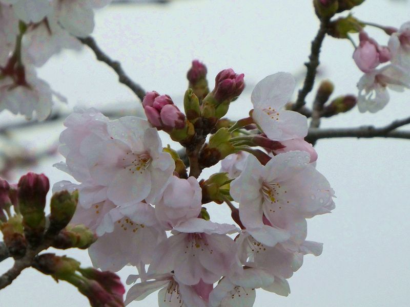 秦野市役所の桜01-2026.03.30
