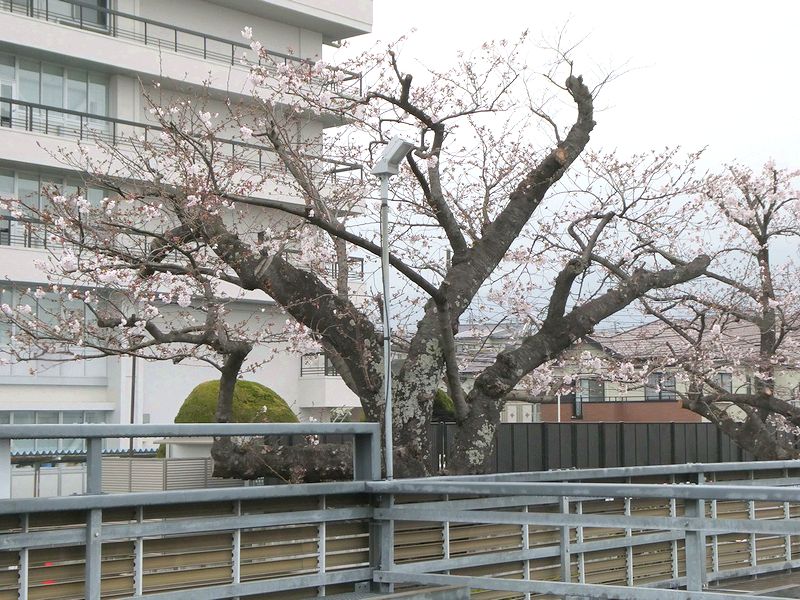 秦野市役所の桜02-2026.03.30