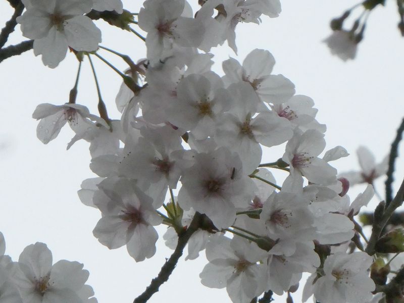 はだの桜みちの桜01-2026.03.30