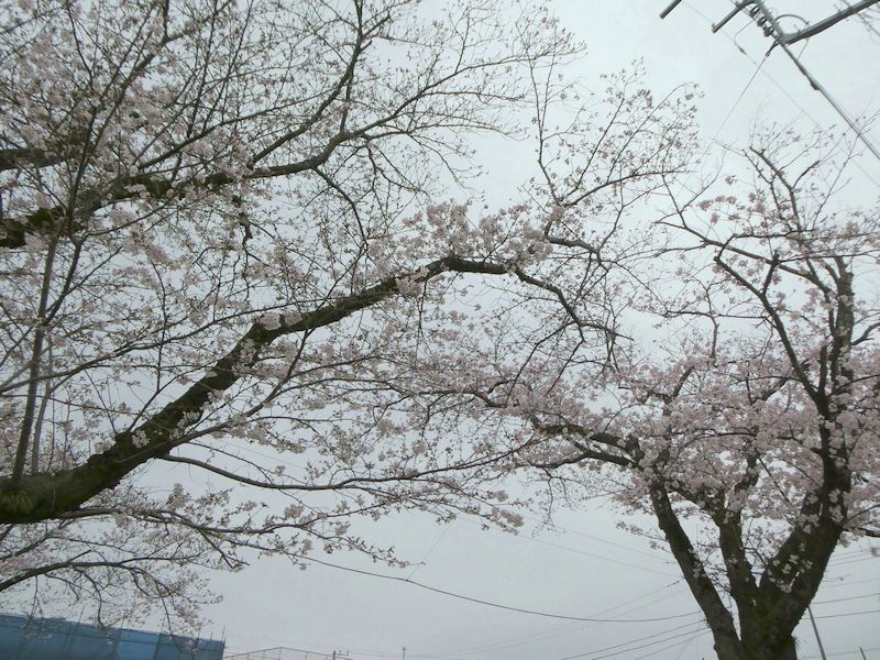 はだの桜みちの桜02-2026.03.30