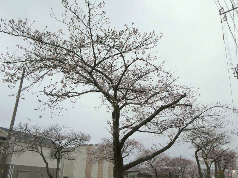 はだの桜みちの桜03-2026.03.30