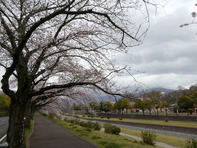 カルチャーパーク前の桜02-2026.03.31
