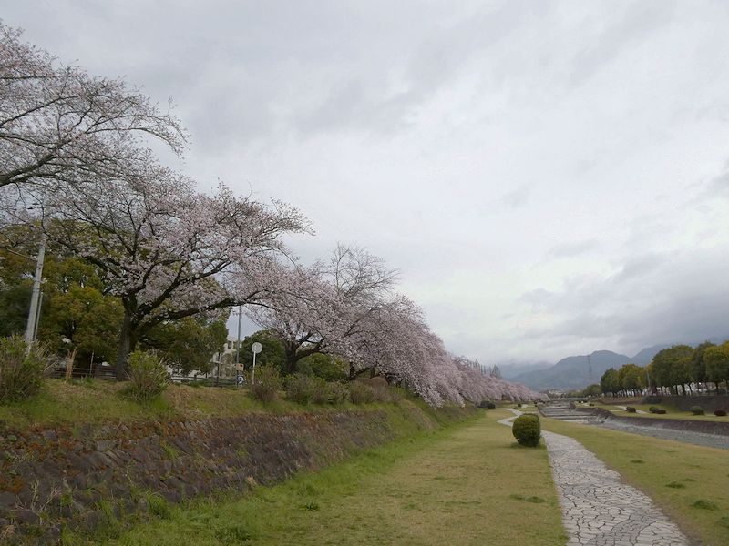 カルチャーパーク前の桜03-2026.03.31