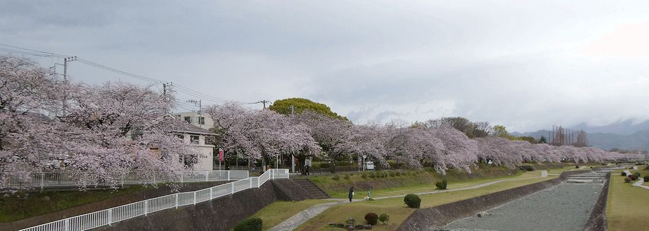 富士見大橋から見た桜01-2026.03.31