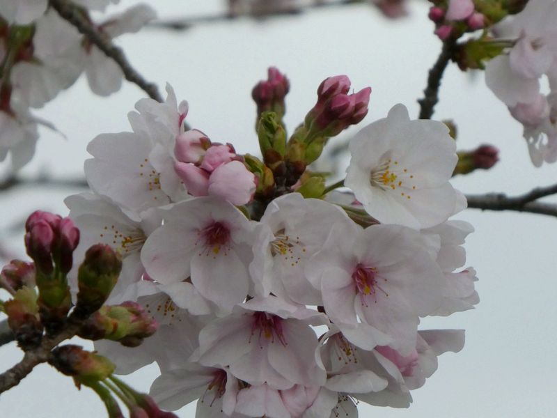 秦野市役所の桜01-2026.03.31