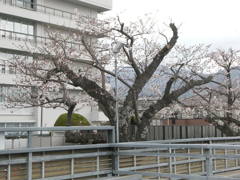 秦野市役所の桜02-2026.03.31