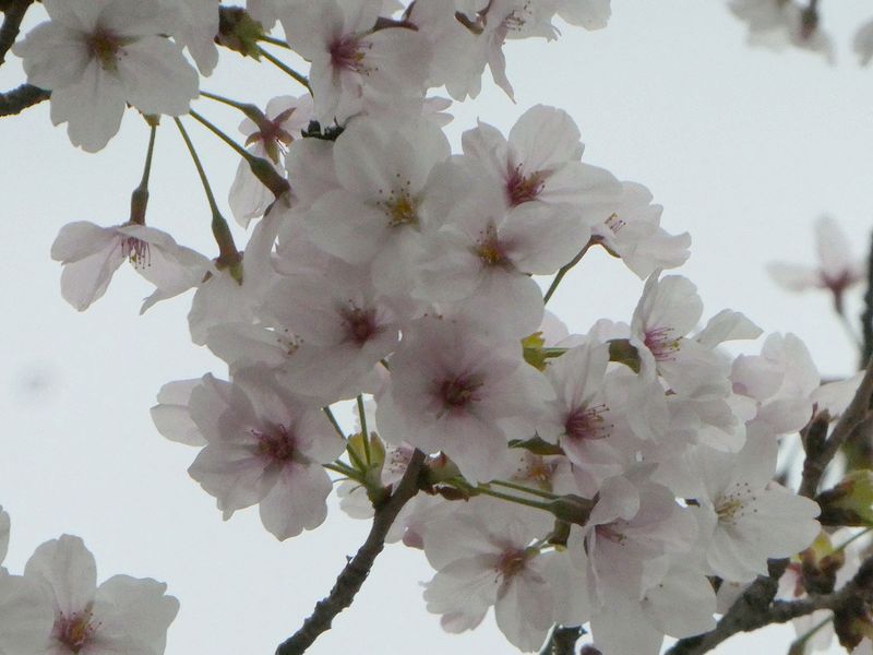 はだの桜みちの桜01-2026.03.31