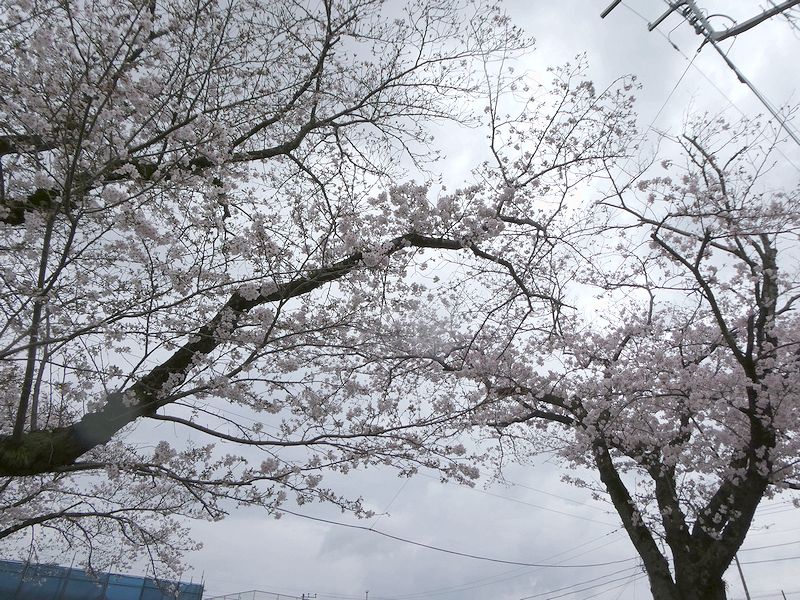 はだの桜みちの桜02-2026.03.31