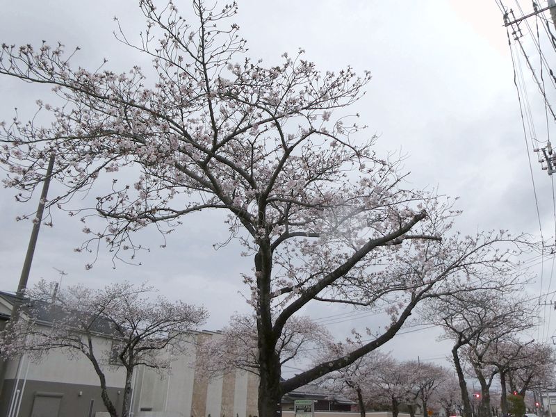 はだの桜みちの桜03-2026.03.31