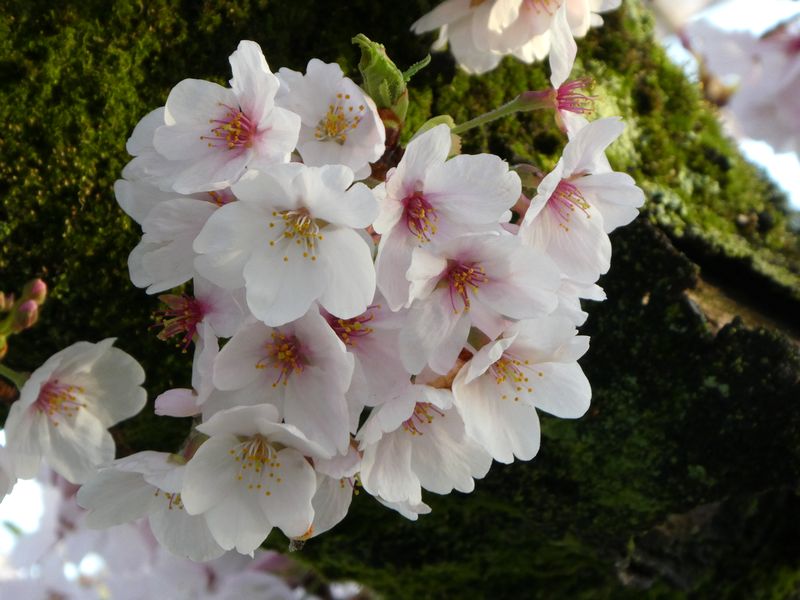 カルチャーパーク前の桜01-2026.04.01