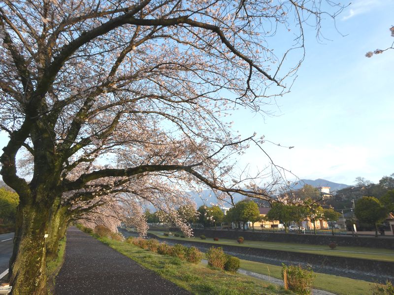カルチャーパーク前の桜02-2026.04.01