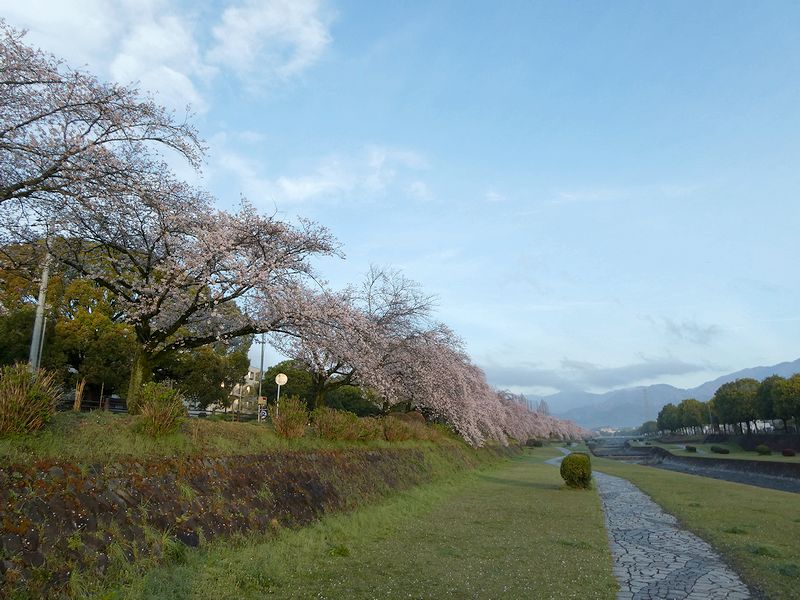 カルチャーパーク前の桜03-2026.04.01