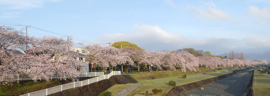 富士見大橋から見た桜01-2026.04.01