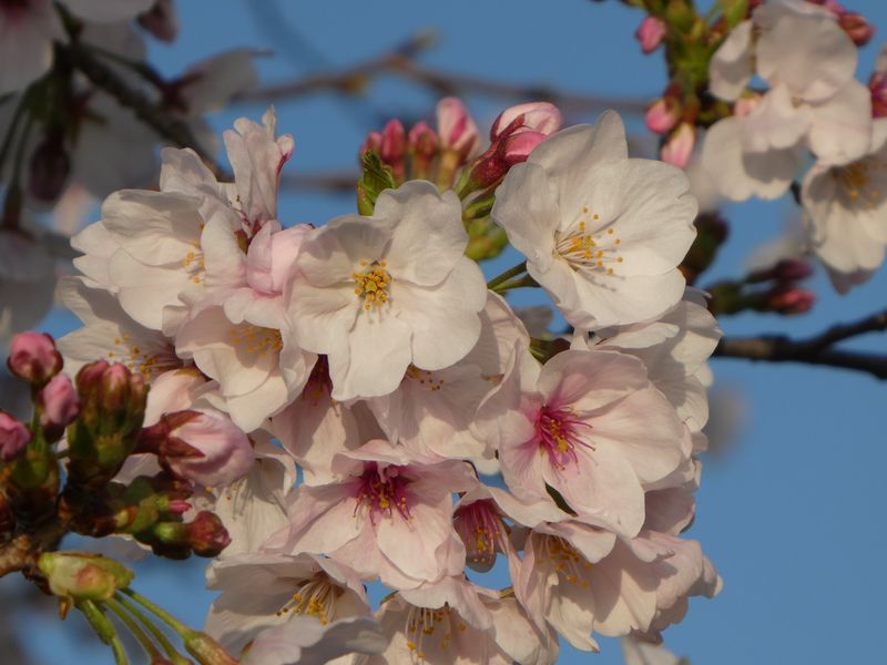 秦野市役所の桜01-2026.04.01
