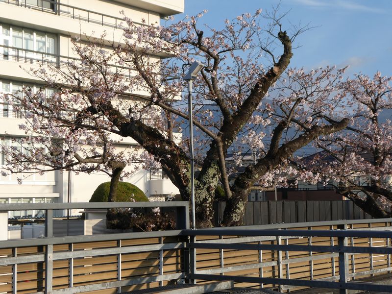 秦野市役所の桜02-2026.04.01
