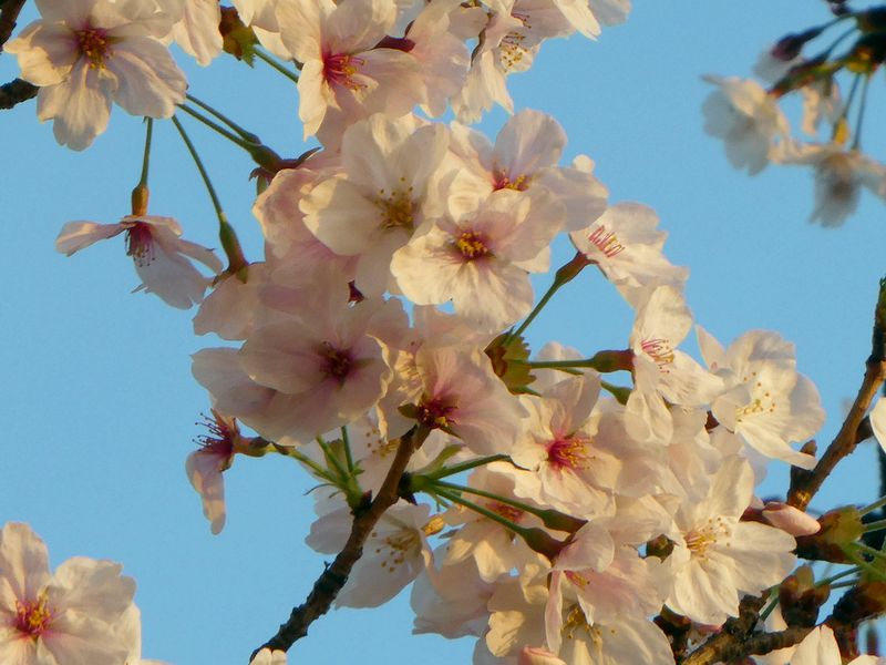 はだの桜みちの桜01-2026.04.01