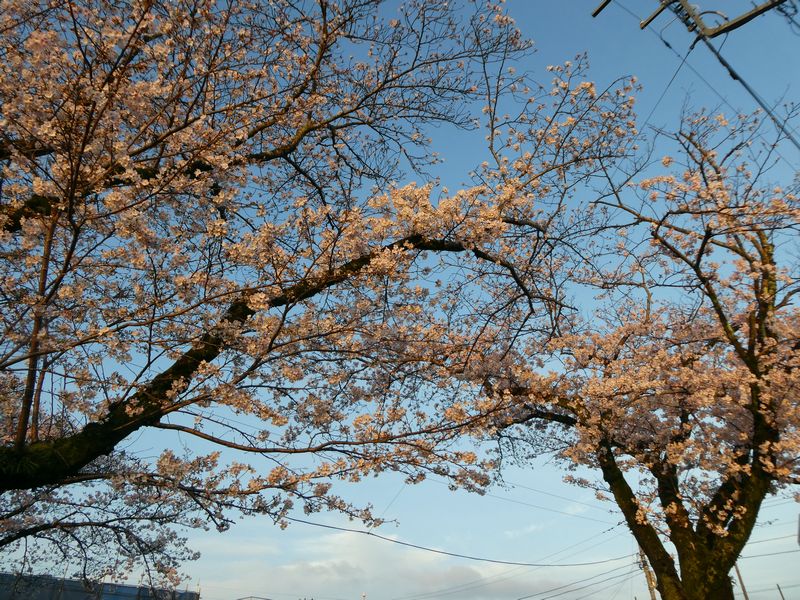 はだの桜みちの桜02-2026.04.01