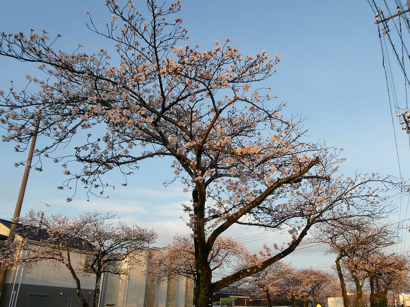 はだの桜みちの桜03-2026.04.01