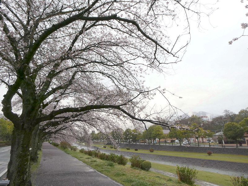 カルチャーパーク前の桜02-2026.04.02