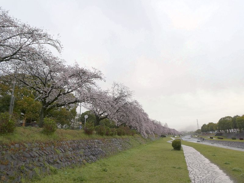 カルチャーパーク前の桜03-2026.04.02