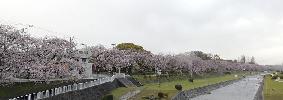 富士見大橋から見た桜01-2026.04.02