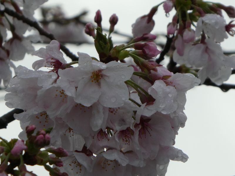 秦野市役所の桜01-2026.04.02