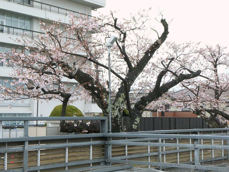 秦野市役所の桜02-2026.04.02