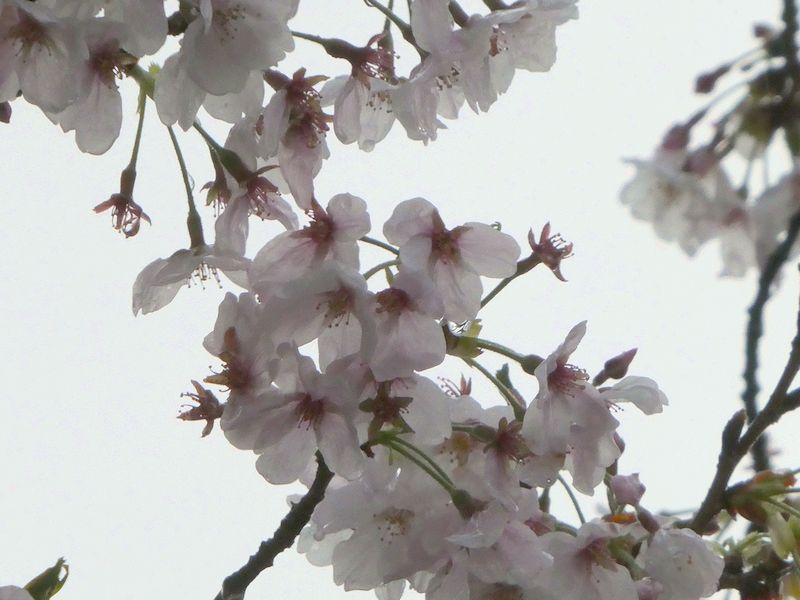 はだの桜みちの桜01-2026.04.02