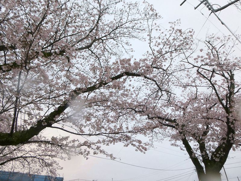 はだの桜みちの桜02-2026.04.02