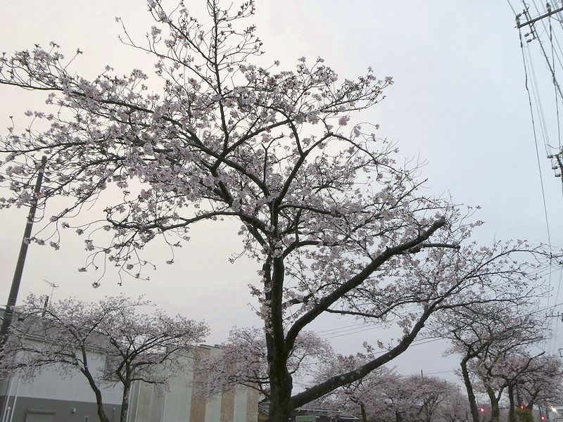 はだの桜みちの桜03-2026.04.02