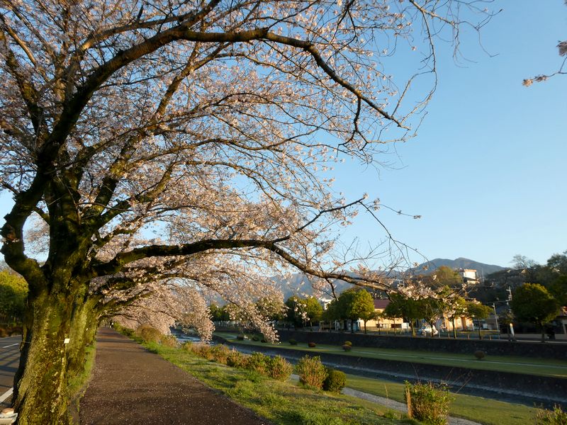 カルチャーパーク前の桜02-2026.04.03