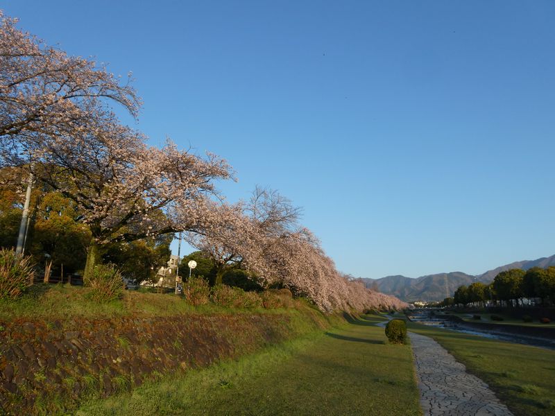 カルチャーパーク前の桜03-2026.04.03