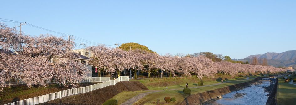 富士見大橋から見た桜01-2026.04.03