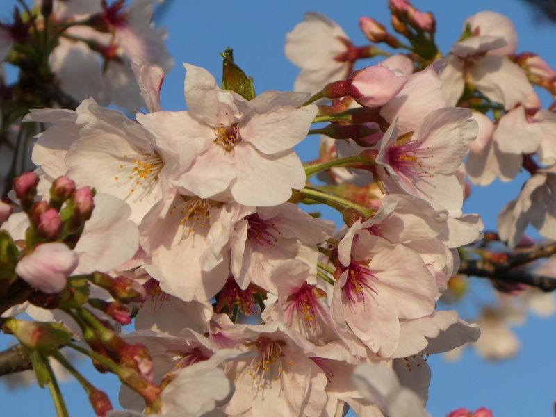 秦野市役所の桜01-2026.04.03
