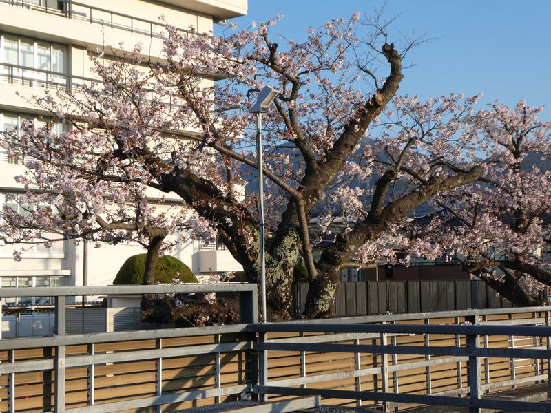 秦野市役所の桜02-2026.04.03