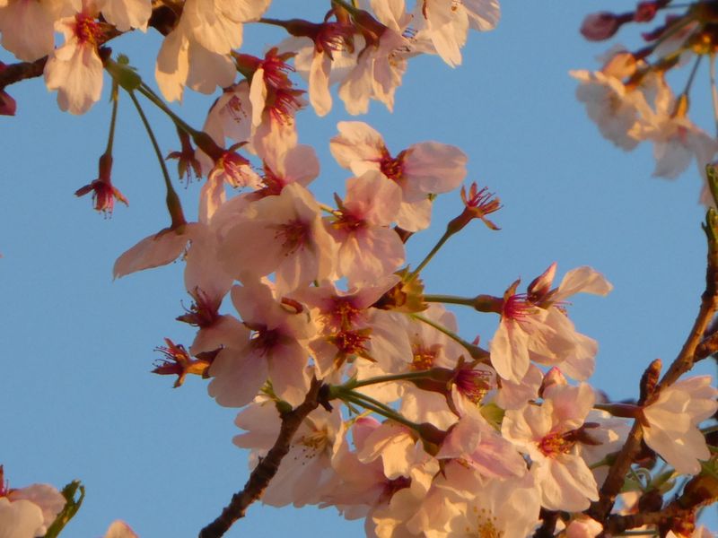 はだの桜みちの桜01-2026.04.03