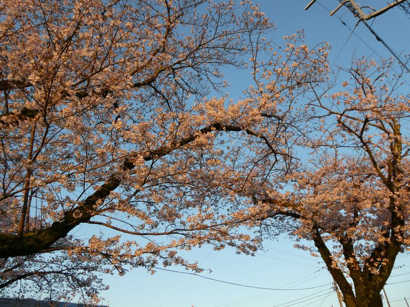 はだの桜みちの桜02-2026.04.03