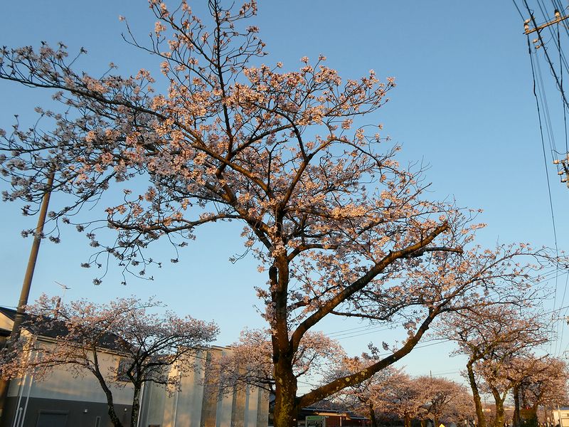 はだの桜みちの桜03-2026.04.03