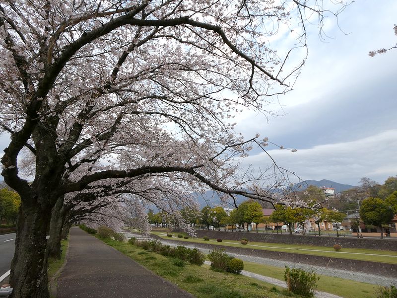 カルチャーパーク前の桜02-2026.04.04