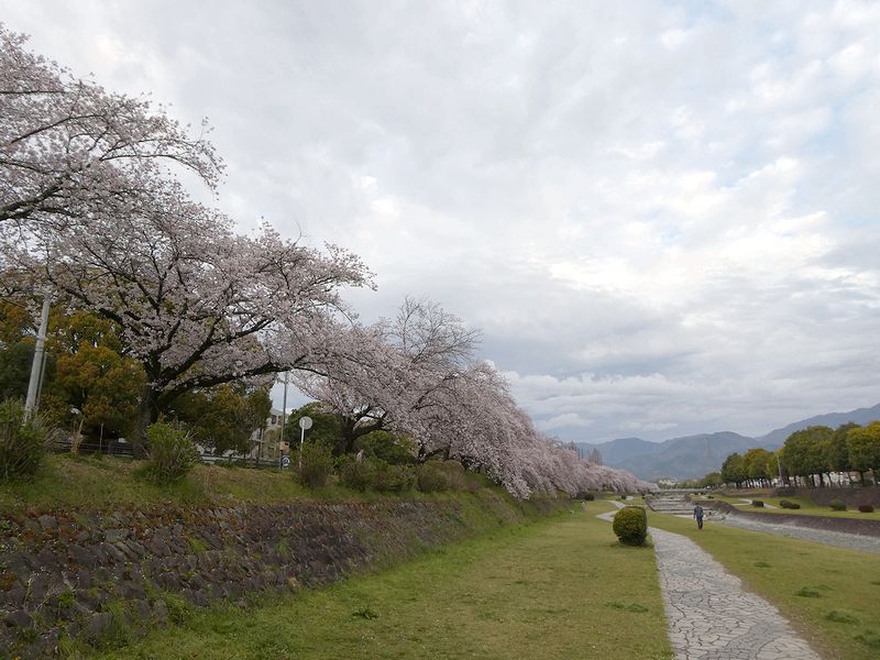カルチャーパーク前の桜03-2026.04.04