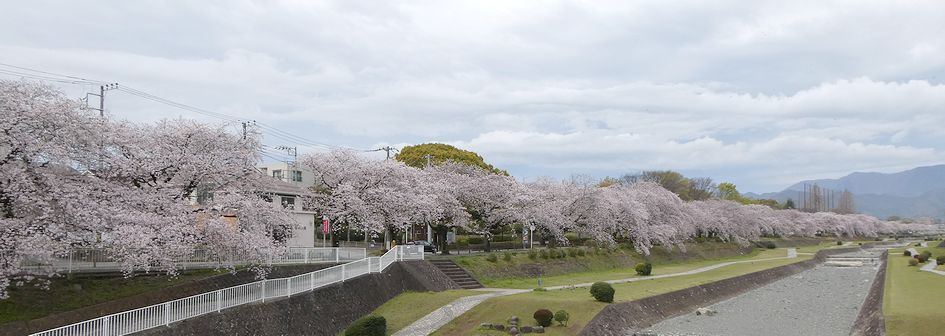富士見大橋から見た桜01-2026.04.04