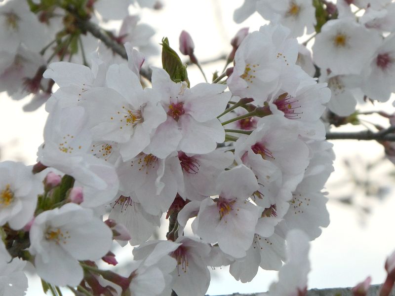 秦野市役所の桜01-2026.04.04