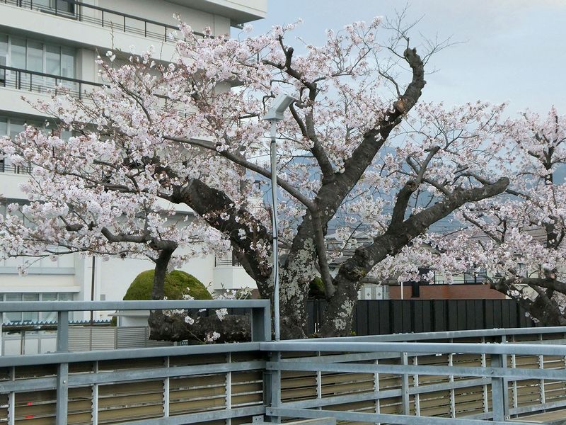 秦野市役所の桜02-2026.04.04
