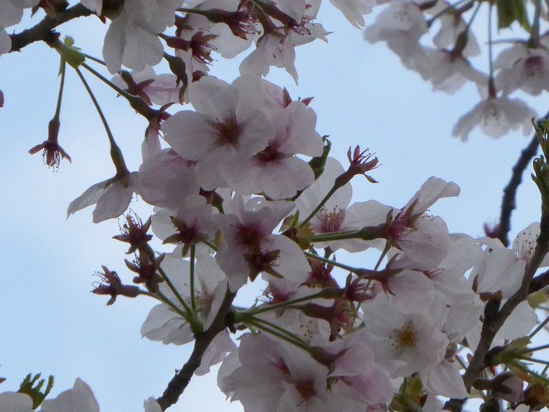 はだの桜みちの桜01-2026.04.04