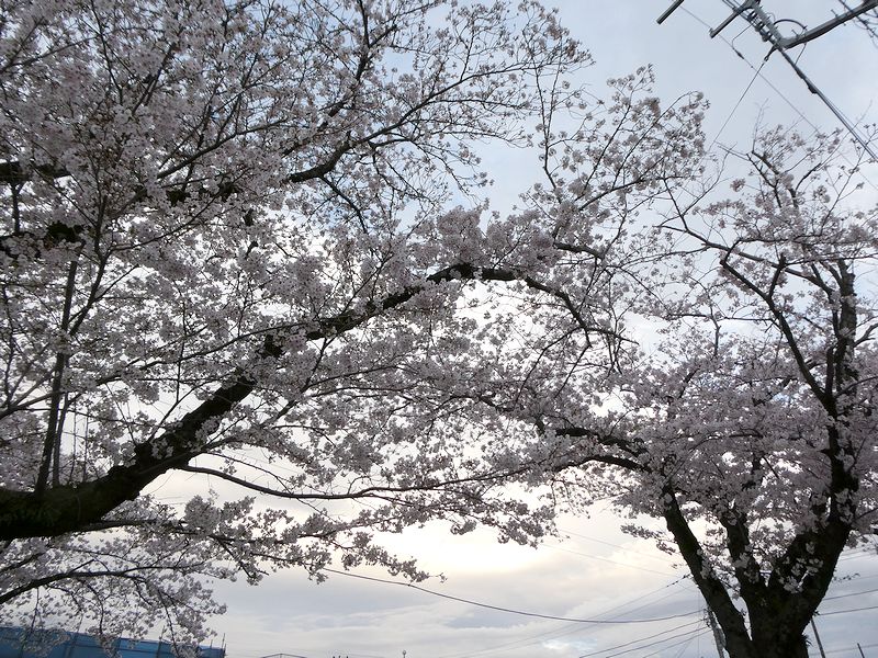 はだの桜みちの桜02-2026.04.04