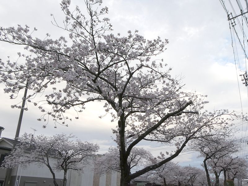 はだの桜みちの桜03-2026.04.04