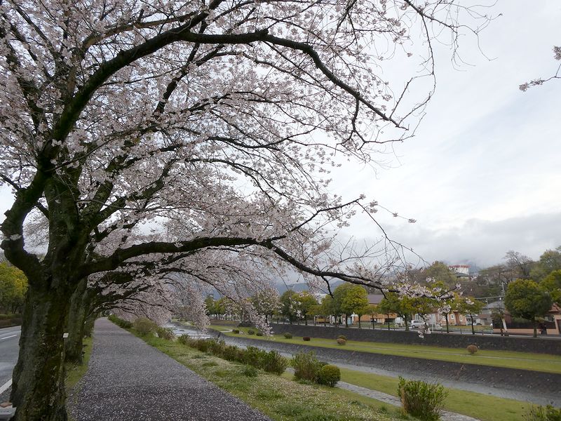 カルチャーパーク前の桜02-2026.04.05