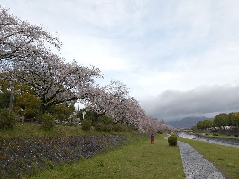 カルチャーパーク前の桜03-2026.04.05