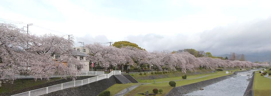 富士見大橋からみた桜01-2026.04.05